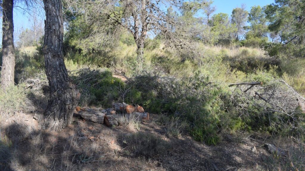 Troncos de pino muerto cortados en el suelo de un pinar, materia prima del biochar