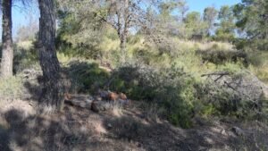 Troncos de pino muerto cortados en el suelo de un pinar, materia prima del biochar