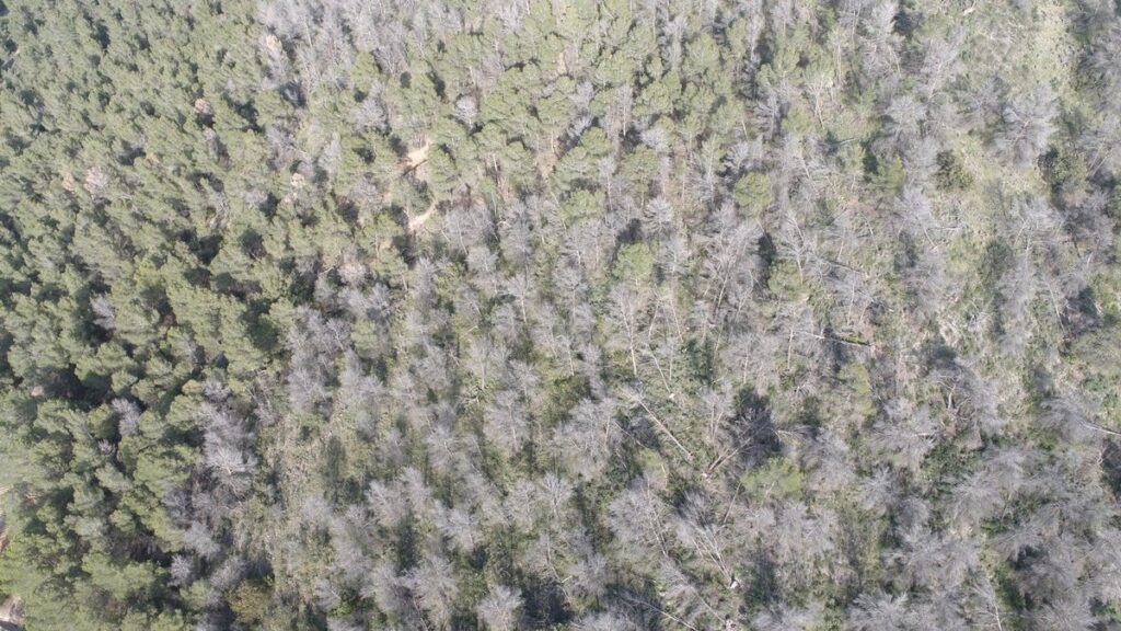 Vista cenital desde dron de un pinar con muchos pinos secos de copa gris entre pinos verdes