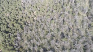 Vista cenital desde dron de un pinar con muchos pinos secos de copa gris entre pinos verdes