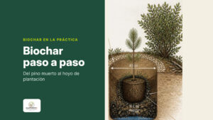 Ilustración del hoyo de plantación por capas con un pino joven, una mata nodriza y la mezcla de biochar y mantillo alrededor del cepellón